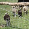 Tela cerca campestre ideal para criação de ovinos e caprinos