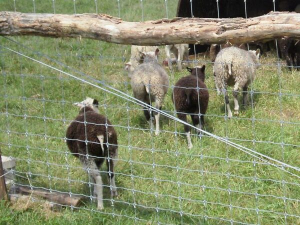 Tela cerca campestre ideal para criação de ovinos e caprinos