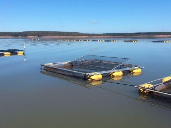 Tanque rede grande, gaiola para criação de alevinos, peixes e pescados
