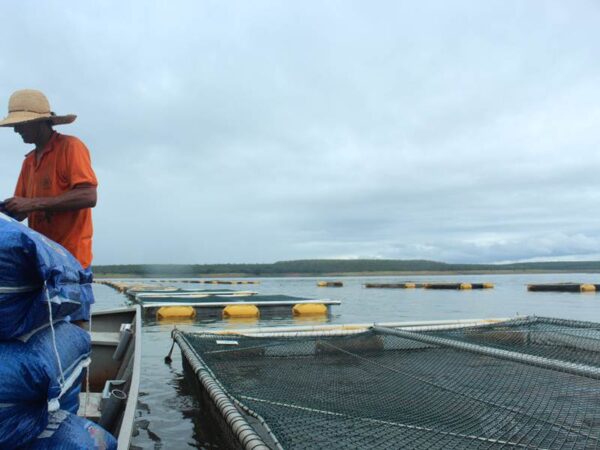 Tanque rede grande com tela tipo alambrado NBR 10.118 com arame revestido de PVC alta aderência de qualidade