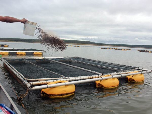 Tanque rede grande com tampa basculável para os dois lados em alumínio com tela para impedir de ataques de aves e furtos