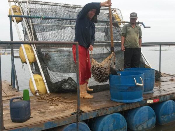 Detalhes tanque rede grande