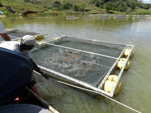 Tanque rede de grande volume e de alta resistência para criação de peixes na técnica de psicultura