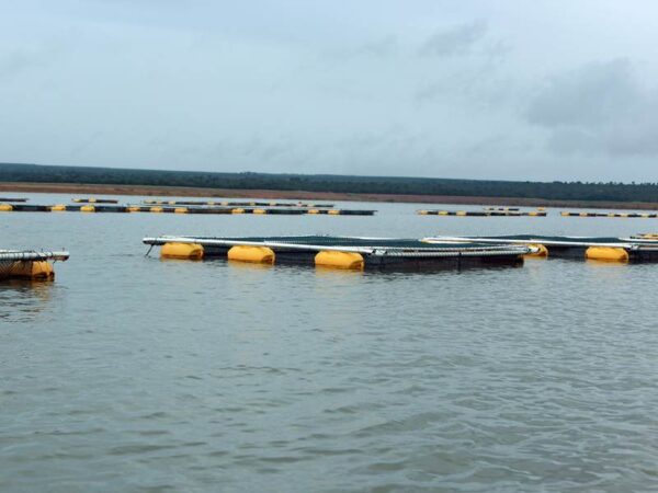 Tanque rede em estrutura flutuante ultizado para a criação de peixes em reservatórios, lagos e represas