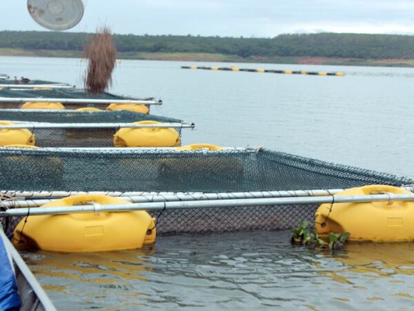 Boia flutuador tanque rede hidrodinâmico com proteção contra raios UV e alta resistência, aprovados pela Marinha do Brasil