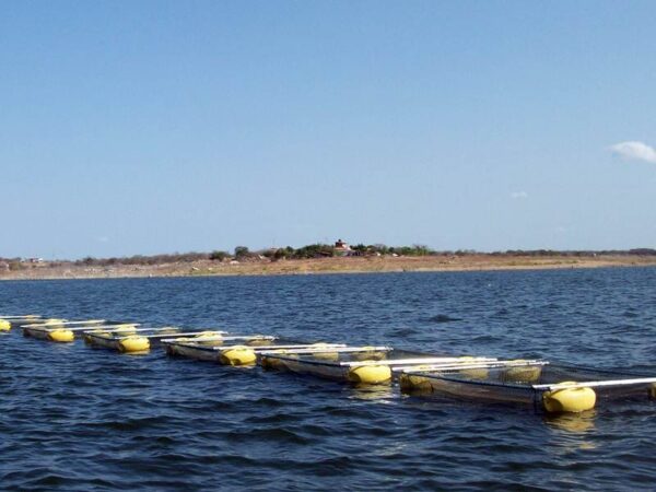 Modelos de tanque rede grandes