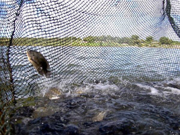 Detalhes tela tanque rede de grande volume