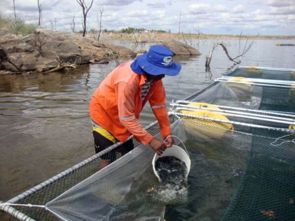 Tanque rede de grande volume