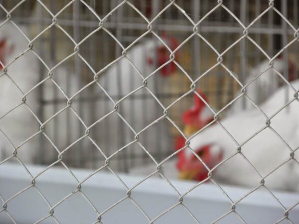 Tela anti pássaro malha 1" polegada