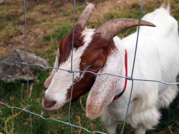 Tela cerca campestre ideal para criação de ovinos e caprinos