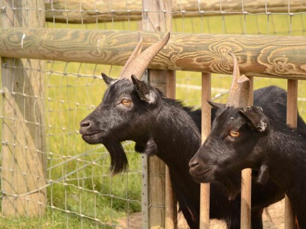 Tela cerca campestre ideal para criação de ovinos e caprinos