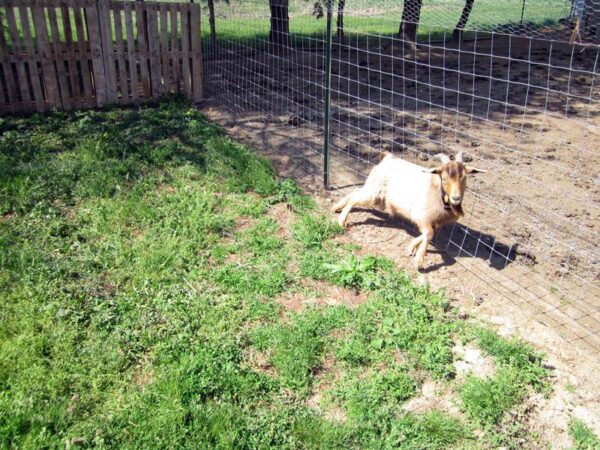 Tela cerca campestre ideal para criação de ovinos e caprinos