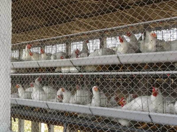 Tela anti pássaro para aviário de frangos confinados, galpão de criação de frangos