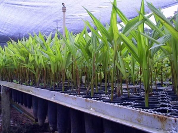 Tela cerca ondulada quadriculada otis em arame galvanizado para tubetes, plantio de mudas, rebentos, brotações