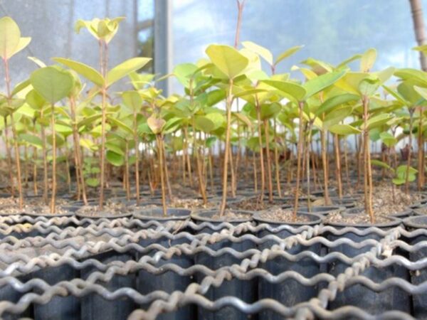 Tela cerca em arame para tubetes, plantio de mudas feita para que o tubete não fique encavalado um sobre o outro