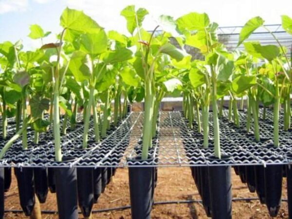 Tela cerca ondulada quadriculada otis em arame galvanizado para tubetes, plantio de mudas, rebentos, brotações