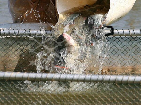 Criação de tilapia em tanque rede de arame revestido em pvc