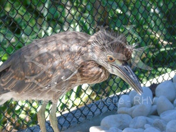 Tela cerca viveiro revestida de PVC reforçada ideal para passarinhos