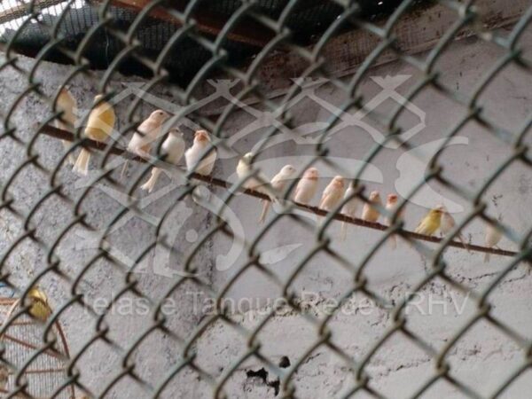 Tela cerca viveiro passarinhos