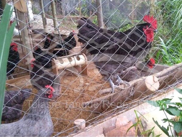 Tela cerca alambrado reforçada arame galvanizado para galinheiro e aviários