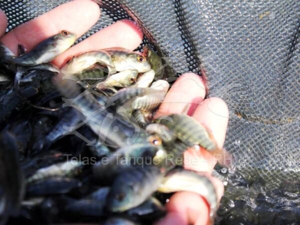 Tela utilizada na fabricação de berçário para alevinos e tilapias criados dentro do tanque rede