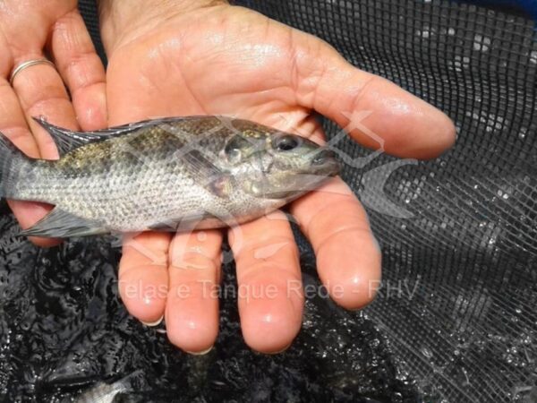 Berçário para alevinos de tilápia com bom desempenho, menor aderência de algas e sem causar ferimentos aos peixes
