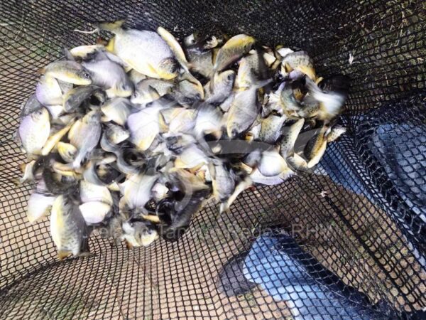 Tela de multifilamento de poliéster de alta tenacidade revestida de PVC, tratamento anti-fungo e UV para criação de peixes