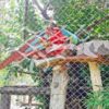 Tela cerca alambrado galvanizado ideal para pássaros e aves como araras e papagaios vermellhos