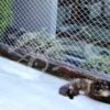 Tela cerca adequada e ideal para áreas externas, abrigo e proteção gatos, gatil, felinos e pets