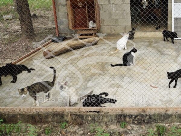 Tela cerca adequada e ideal para áreas externas, proteção e segurança de gatos, gatil, felinos, bichanos e pets