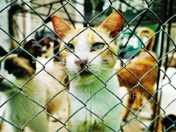 Tela cerca adequada e ideal para áreas externas, proteção e segurança de gatos, gatil, felinos e pets