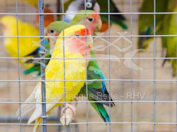 Tela cerca soldada para viveiro ideal para diversos e pequenos tipos de aves como agapornis