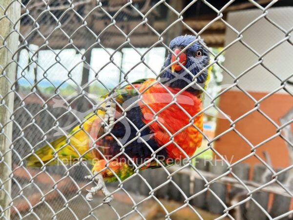 Tela cerca para viveiro de alta resistência, verdatilidade, durabilidade e qualidade ideal para aves e pássaros