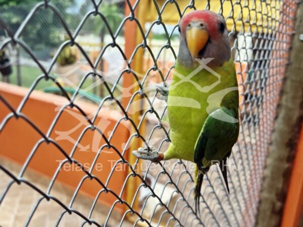 Tela cerca para viveiro de alta resistência, versatilidade, durabilidade e qualidade ideal para aves e pássaros
