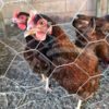 Tela cerca galinheiro em arame galvanizado trançado ideal para aves como galinhas