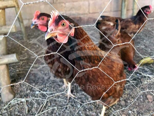Tela cerca galinheiro em arame galvanizado trançado ideal para aves como galinhas