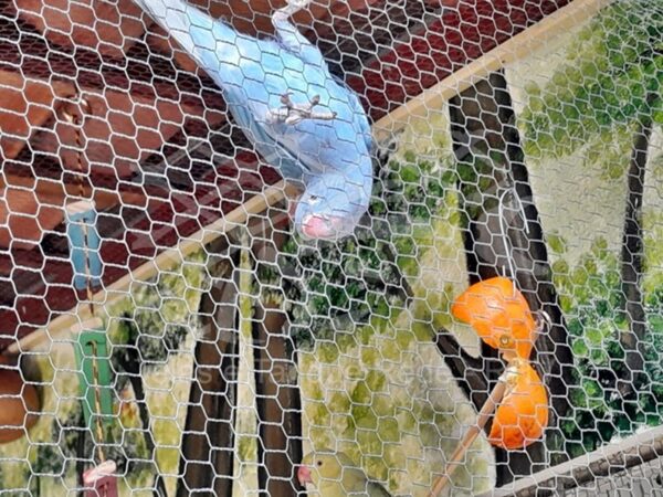 Melhor tela cerca em arame para viveiro de alta qualidade e padrão ideal para aves passarinhos pequenos