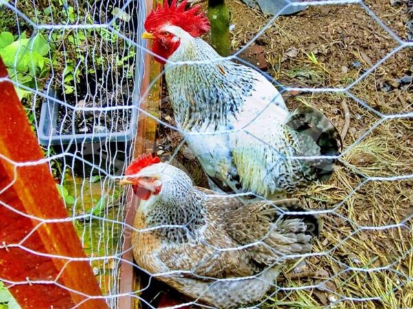 Tela cerca galinheiro em arame galvanizado trançado tradicional de alta qualidade e padrão