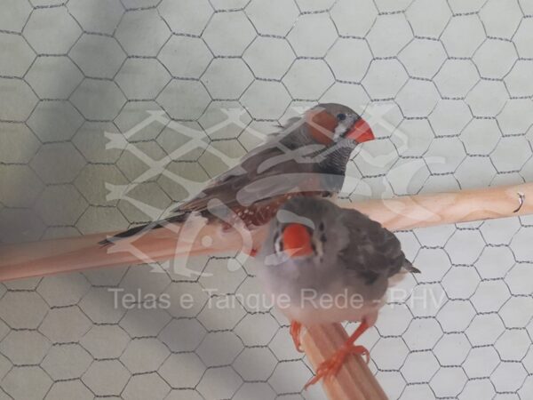 Tela cerca em arame para viveiro de alta qualidade e padrão ideal para aves passarinhos pequenos