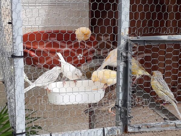 Tela cerca em arame para viveiro tradicional de alta qualidade e padrão ideal para aves passarinhos pequenos