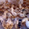 Tela cerca em arame tradicional de alta qualidade e padrão ideal para pequenas aves como pintinhos e codornas