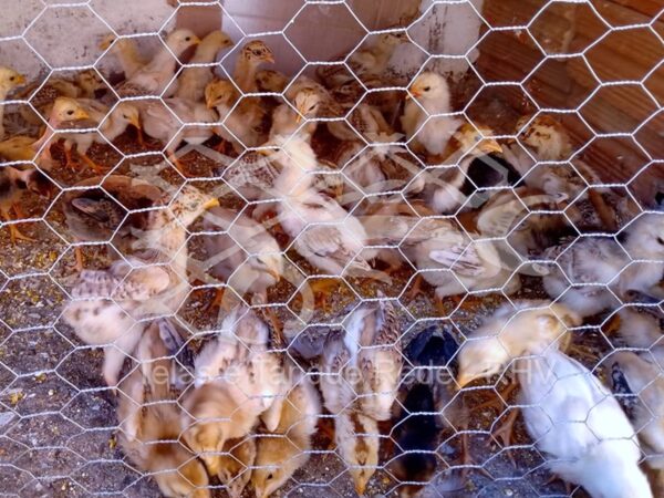 Tela cerca em arame tradicional de alta qualidade e padrão ideal para pequenas aves como pintinhos e codornas