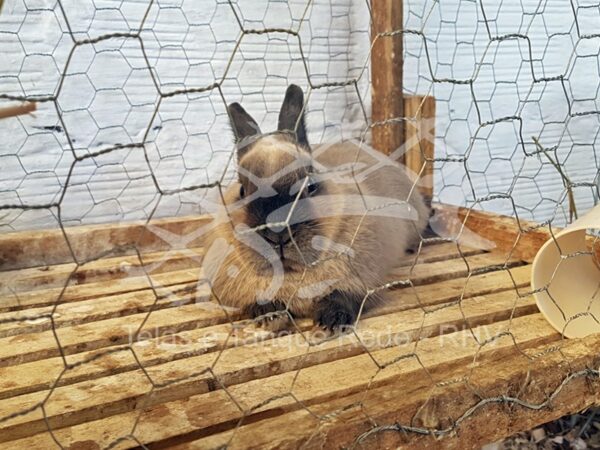 Tela cerca em arame galvanizado de alta qualidade e ideal para cercamento e limitação de pequenos animais como coelhos