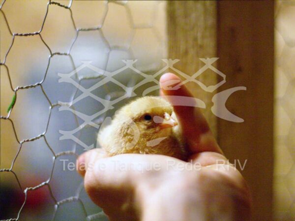 Tela cerca pinteiro galvanizada ideal para cercamento e limitação de pequenos animais e aves como pintinhos e codornas