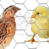 Tela cerca hexagonal em arame galvanizado trançado ideal para a criação de pequenas aves, pintinhos, codornas e coelhos