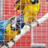 Tela cerca viveiro soldada quadriculada ideal para criação de aves de porte médio como araras