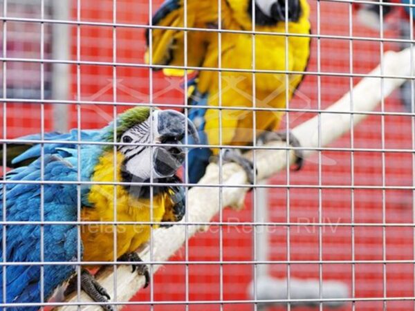 Tela cerca viveiro soldada quadriculada ideal para criação de aves de porte médio como araras