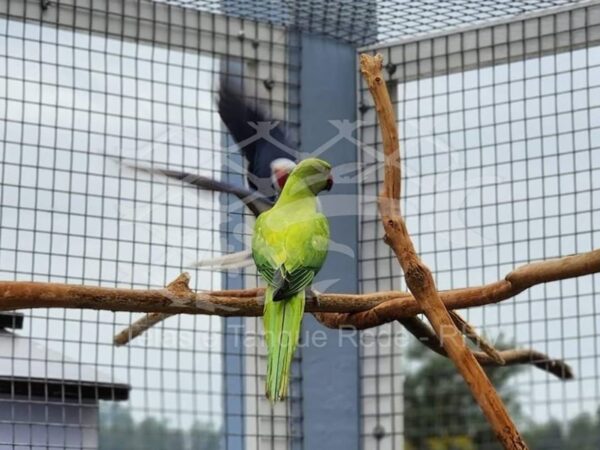 Tela cerca viveiro soldada quadriculada ideal para criação de aves de porte médio como cacatuas