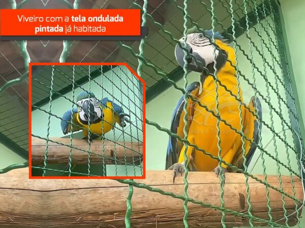 Modelo de tela cerca ondulada galvanizada de para viveiro já instalada, pintada e habitada por aves